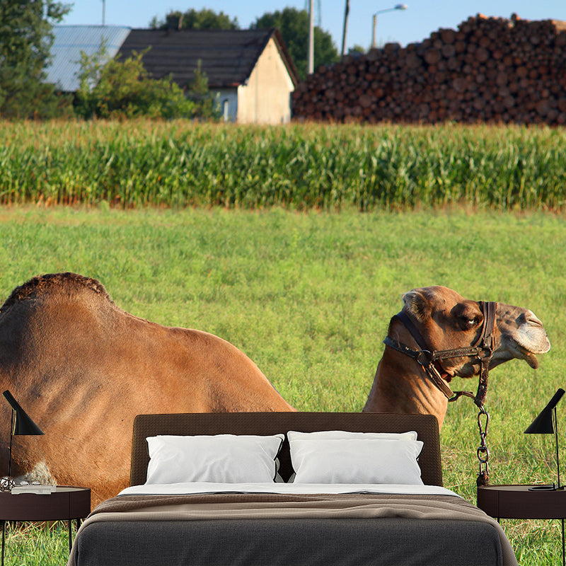 Desert Camel Wallpaper for Bedroom, Waterproofing, Custom Size Available