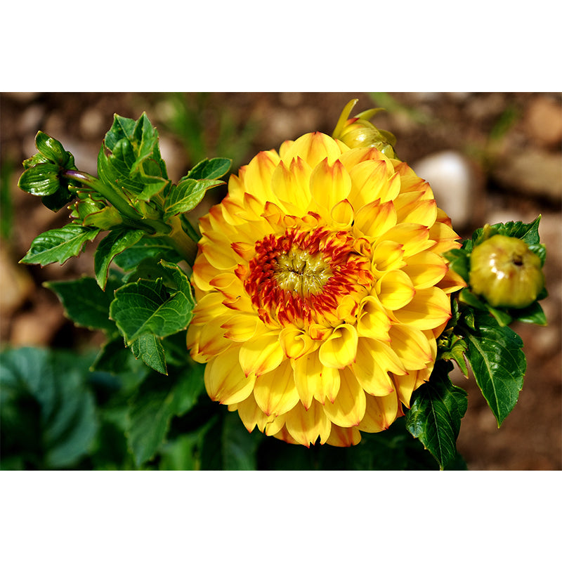 Bright Chrysanthemum Mural for Modern Living Room, Custom Size Available