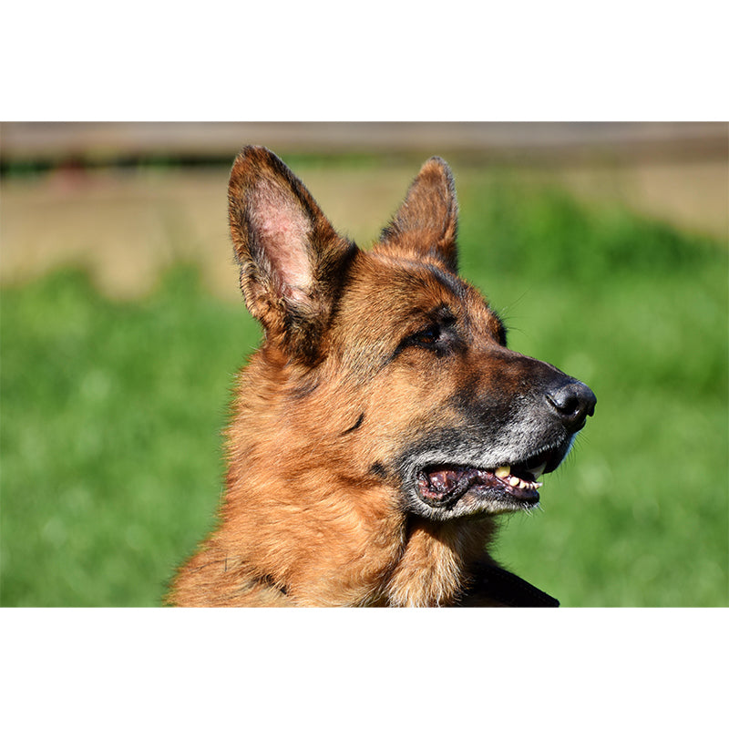 Handsome German Shepherd Mural Wall Decor Living Room Wall Covering for Decoration