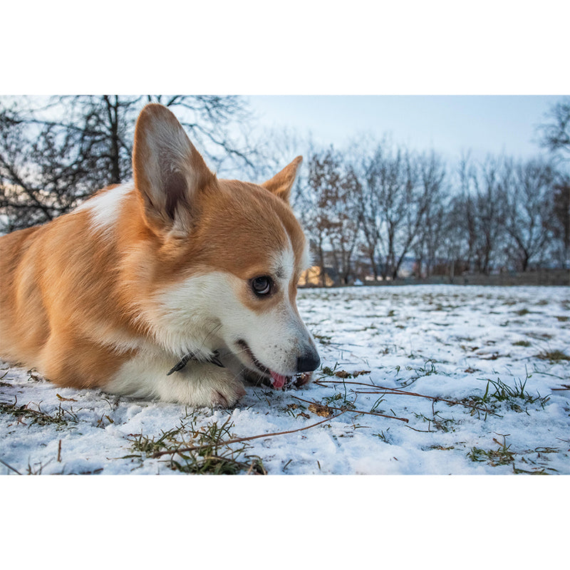 Lovely Corgi Mural Wall Decor Living Room Wall Covering for Decoration