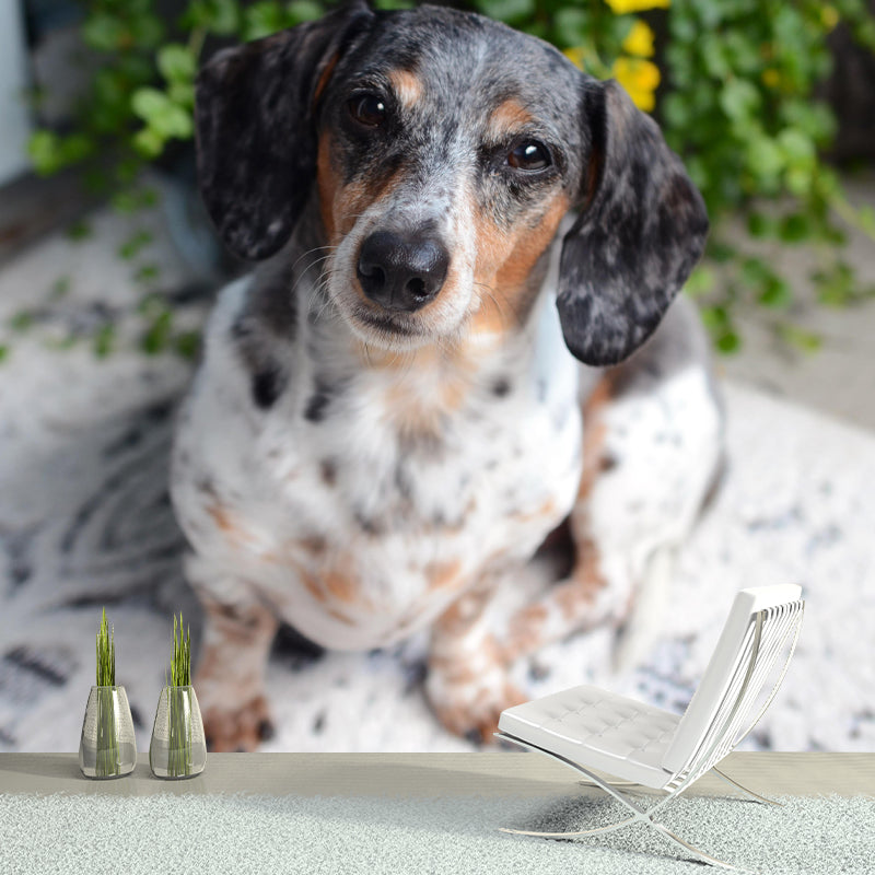 Lovely Dachshund Dog Mural Wall Decor Living Room Wall Covering for Decoration