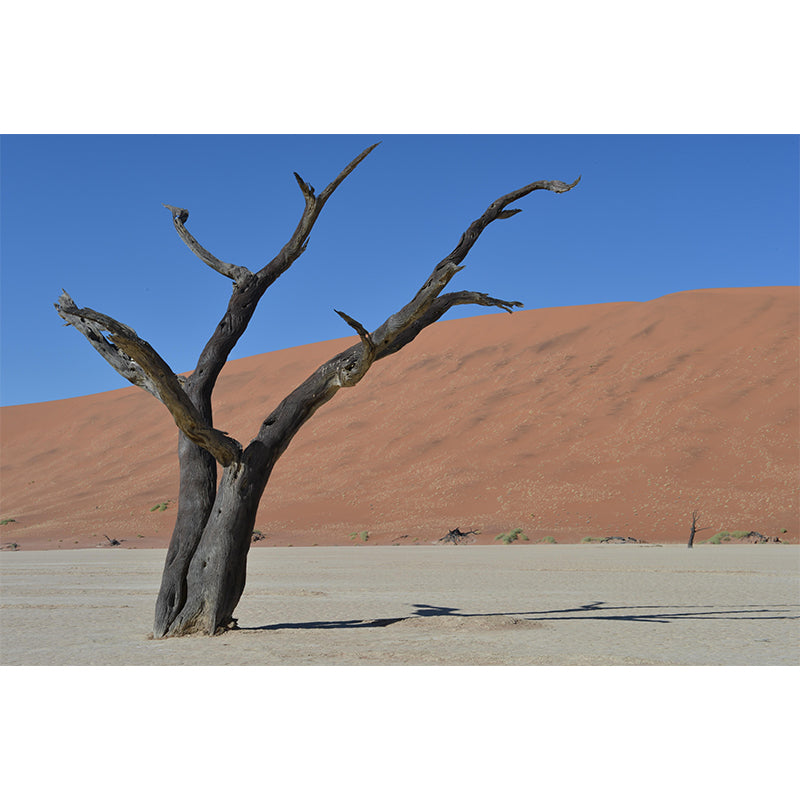 Desert Landscape Mural Photography Wall Decor for Sitting Room