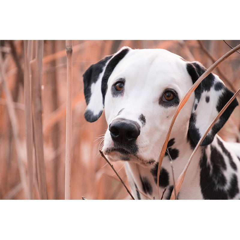 Horizontal Photography Dalmatians Mural Stain Resistant Wall Art for Living Room