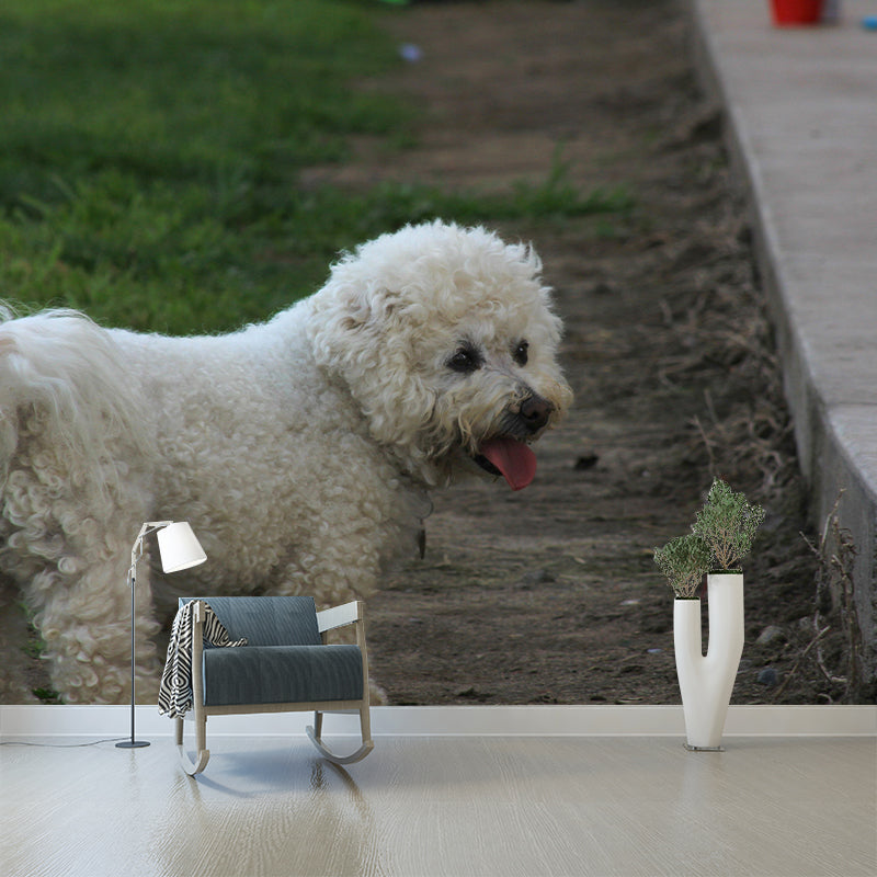 Horizontal Photography Bichon Frise Mural Stain Resistant Wall Art for Living Room