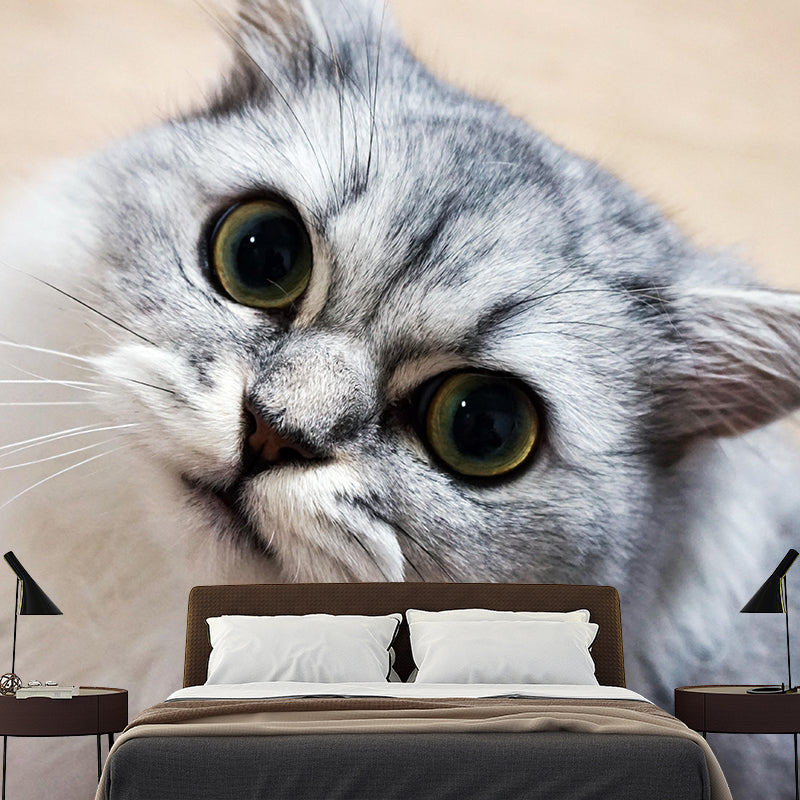 Horizontal Photography Persian Cat Mural Stain Resistant Wall Art for Living Room