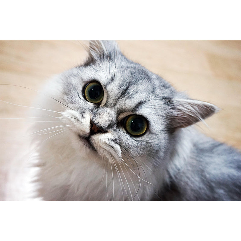 Horizontal Photography Persian Cat Mural Stain Resistant Wall Art for Living Room