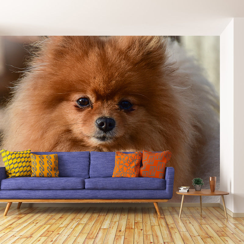 Horizontal Photography Pomeranian Mural Stain Resistant Wall Art for Living Room