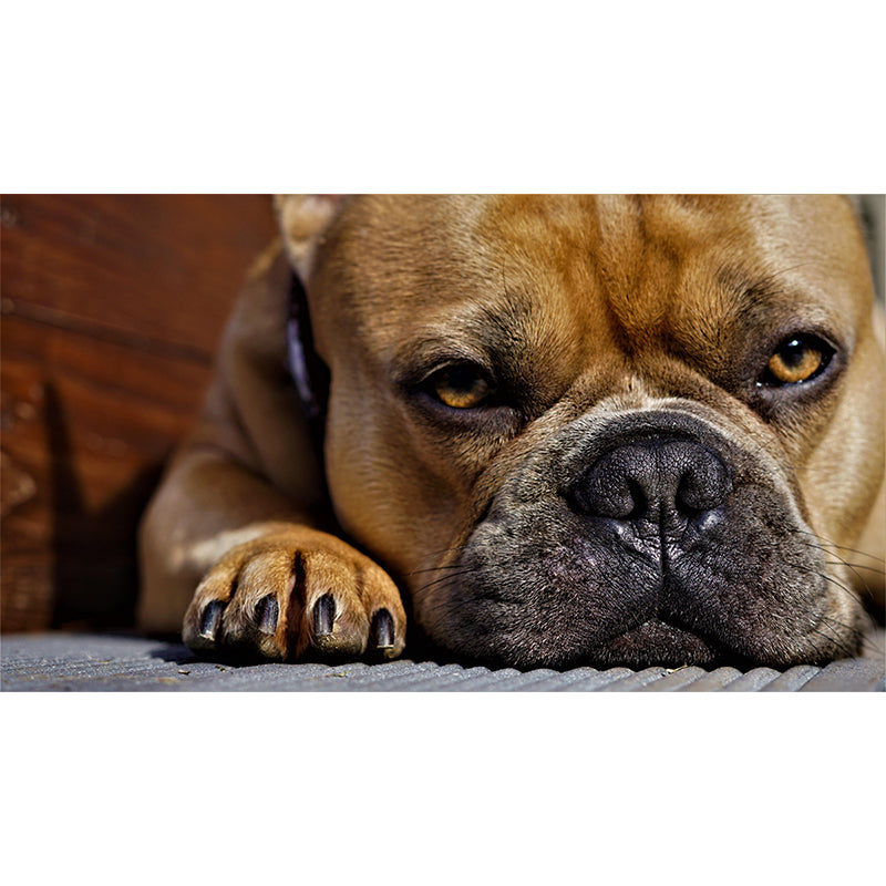 Horizontal Photography French Bulldog Mural Stain Resistant Wall Art for Bedroom