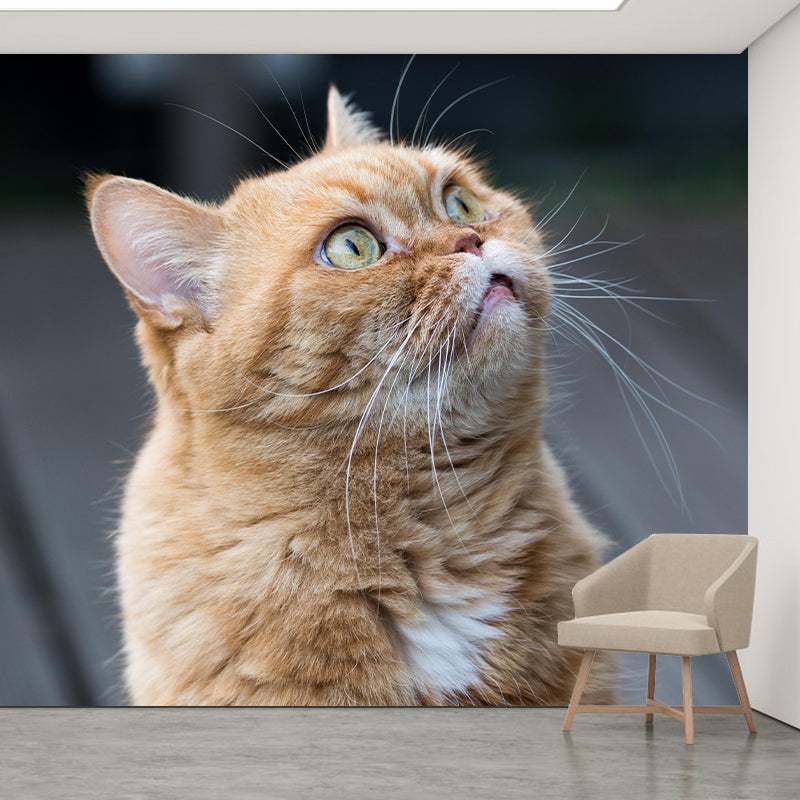 Horizontal Photography Orange Cat Mural Stain Resistant Wall Art for Living Room