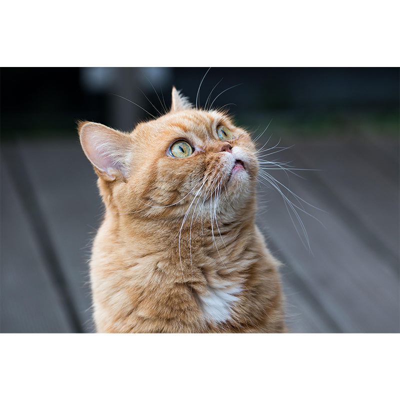 Horizontal Photography Orange Cat Mural Stain Resistant Wall Art for Living Room