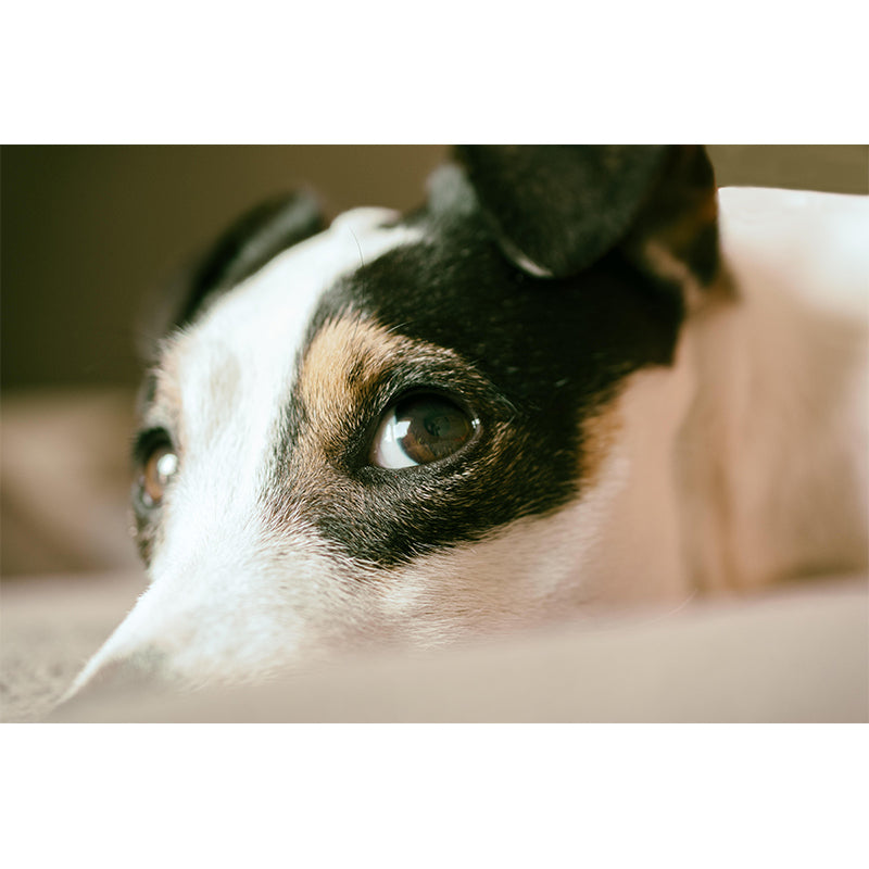 Horizontal Photography Lovely Dog Mural Stain Resistant Wall Art for Living Room