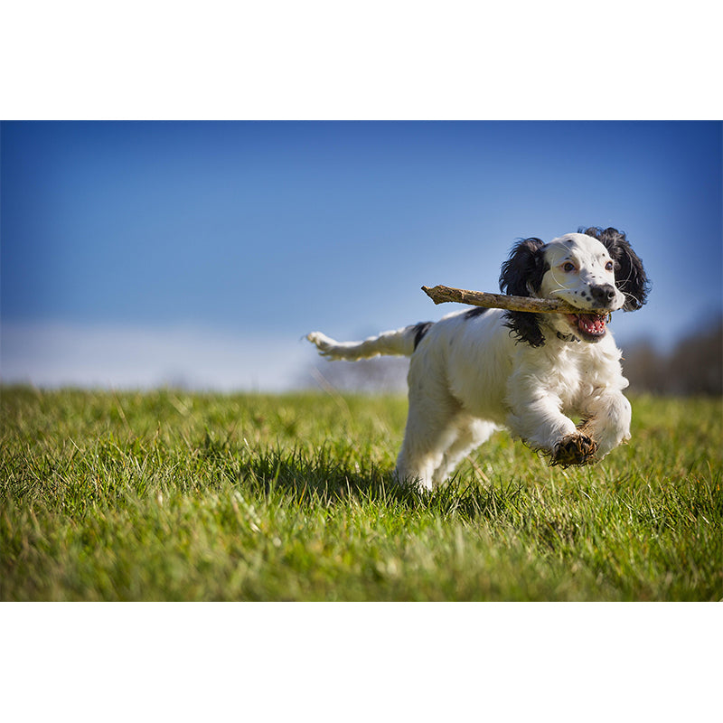 Horizontal Photography Cocker Spaniel Mural Stain Resistant Wall Art for Living Room