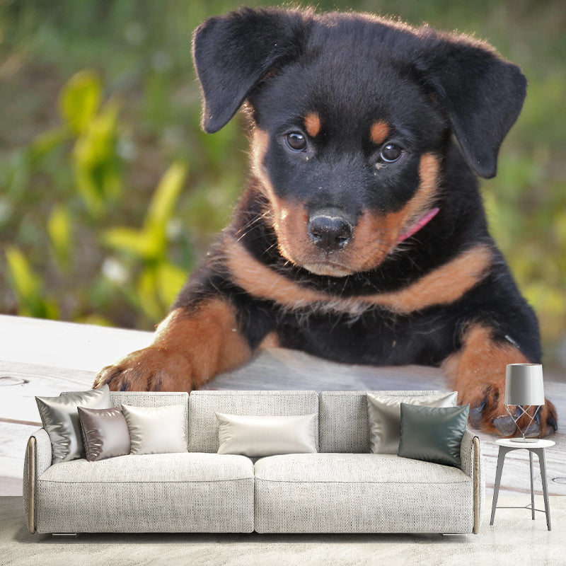 Horizontal Photography Rottweiler Mural Stain Resistant Wall Art for Living Room