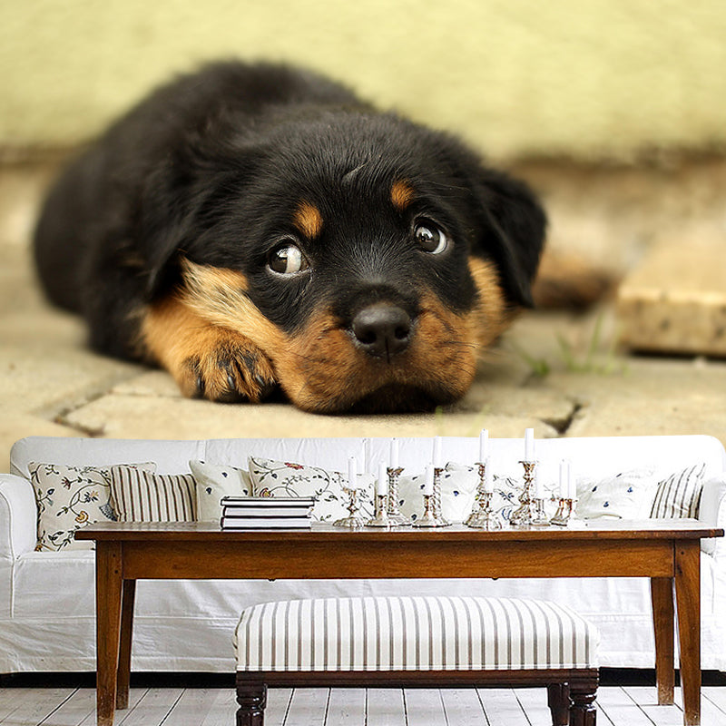 Horizontal Photography Rottweiler Mural Stain Resistant Wall Art for Living Room
