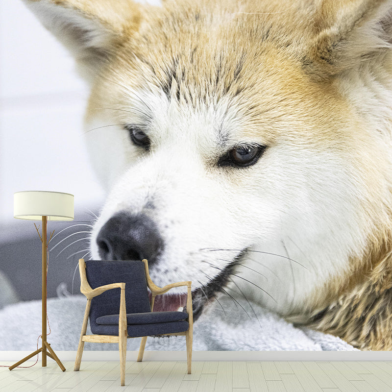 Horizontal Photography Akita Dog Mural Stain Resistant Wall Art for Living Room