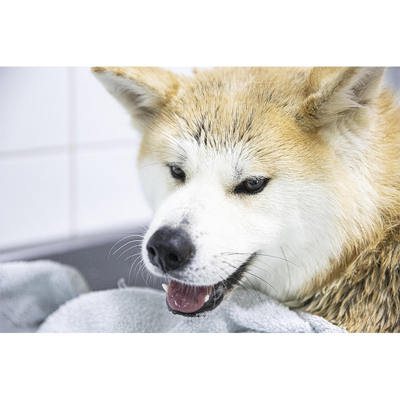 Horizontal Photography Akita Dog Mural Stain Resistant Wall Art for Living Room