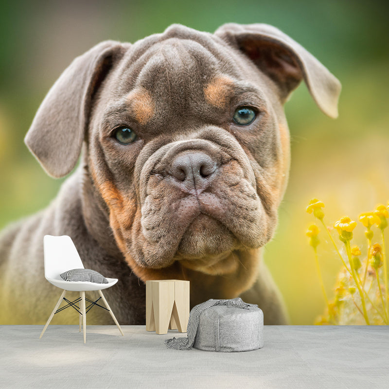 Horizontal Photography English Bulldog Mural Stain Resistant Wall Art for Home