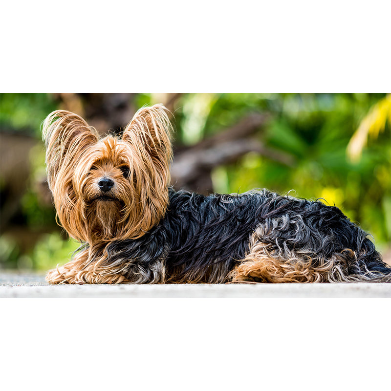Horizontal Photography Yorkshire Terrier Mural Stain Resistant Wall Art for Bedroom