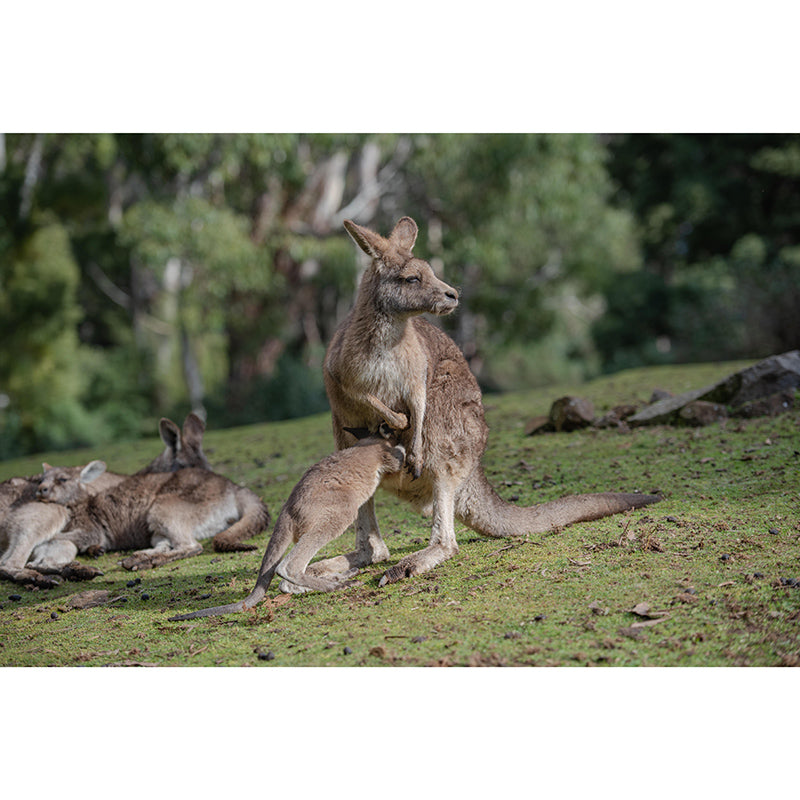 Customized Kangaroo Wall Mural Horizontal Photography for Sleeping Room Decoration