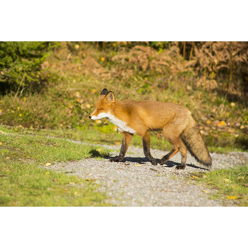 Customized Red Fox Wall Mural Horizontal Photography for Sleeping Room Decoration