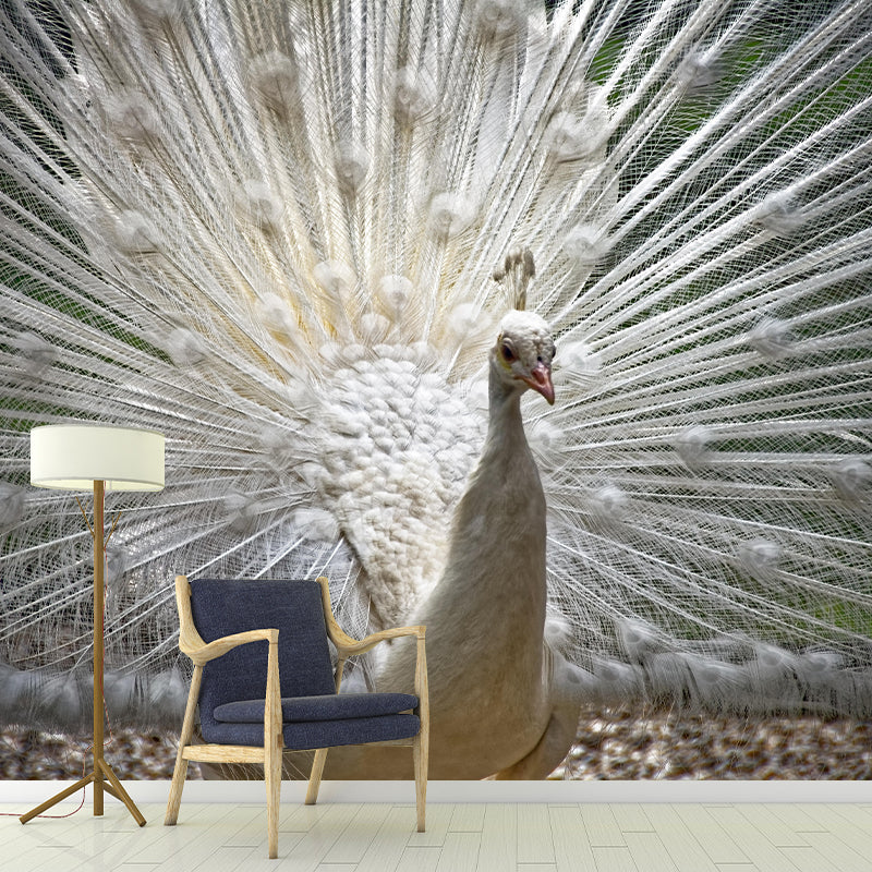 Soft Color Peacock Mural Contemporary Photography for Living Room Decoration