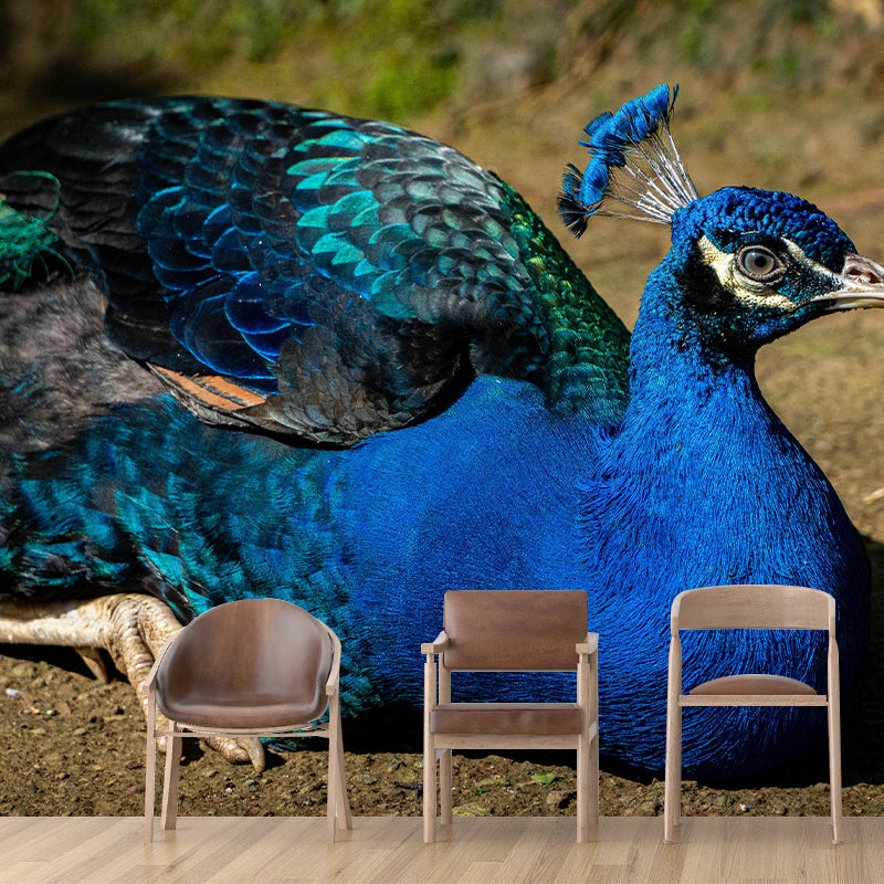 Beautiful Peacock Mural Contemporary Photography for Living Room Decoration