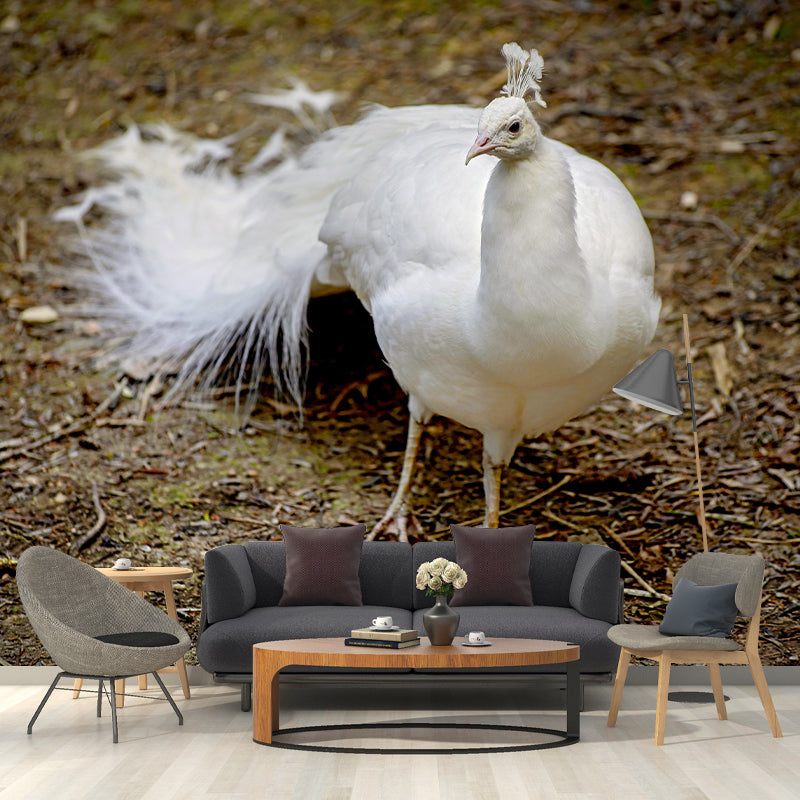 Beautiful Peacock Mural Contemporary Photography for Living Room Decoration