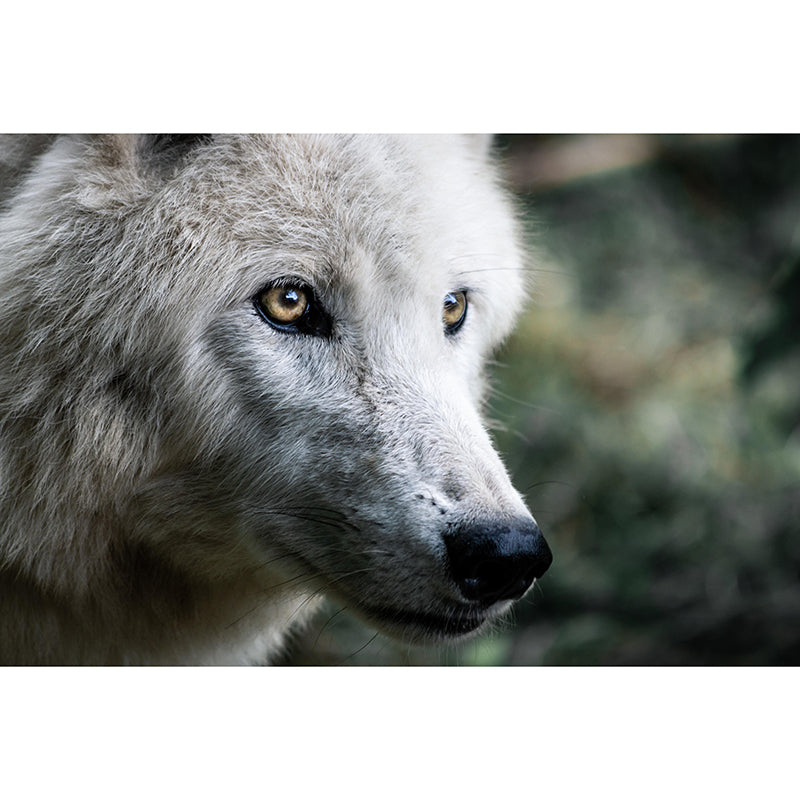 Customized Wolf  Wall Mural Horizontal Photography for Sleeping Room Decoration