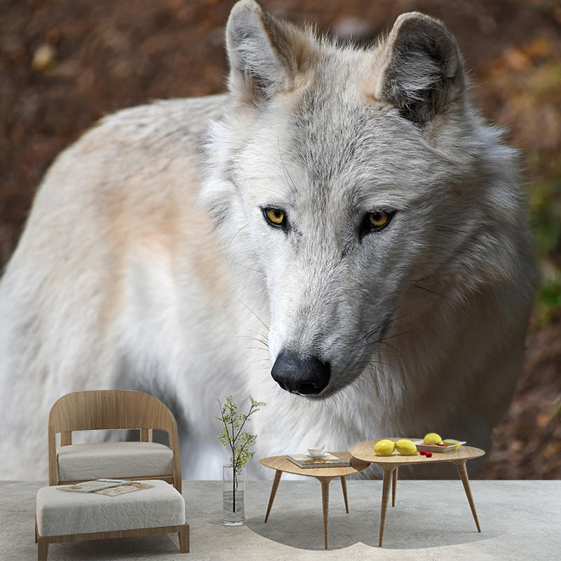 Customized Wolf  Wall Mural Horizontal Photography for Sleeping Room Decoration