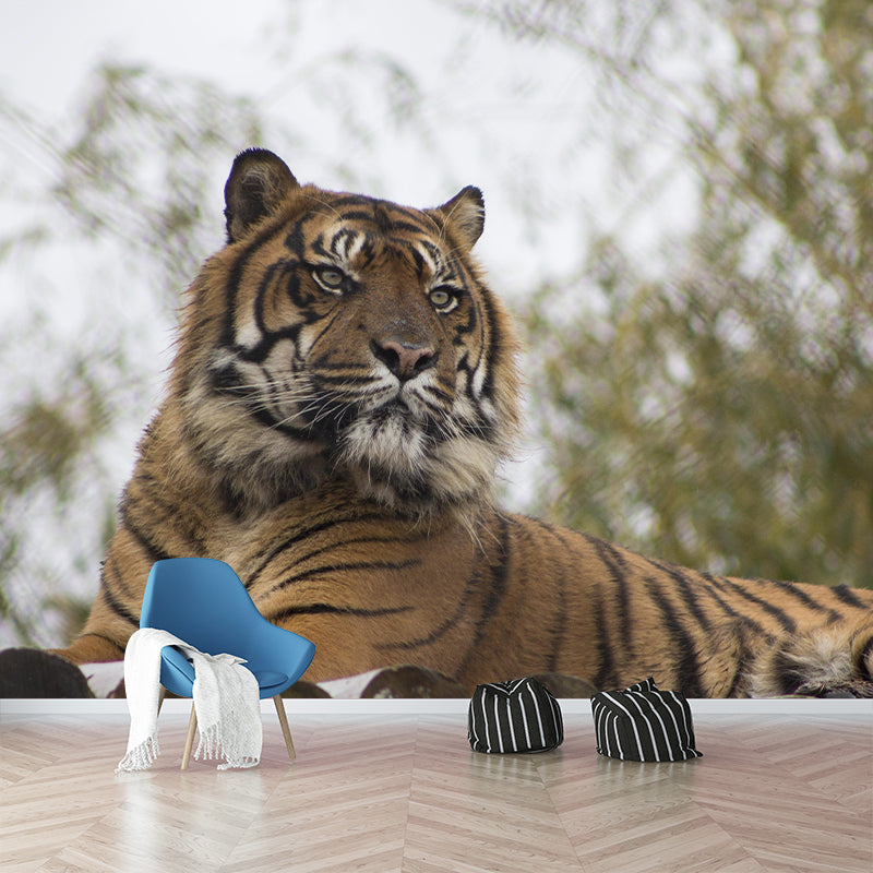 Handsome Tiger Mural Contemporary Photography for Living Room Decoration