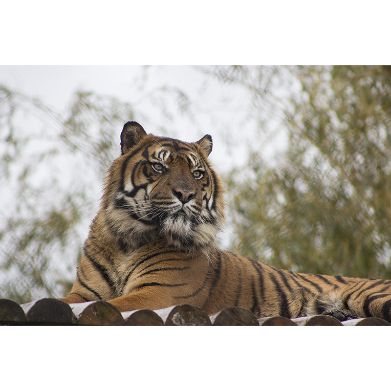 Handsome Tiger Mural Contemporary Photography for Living Room Decoration