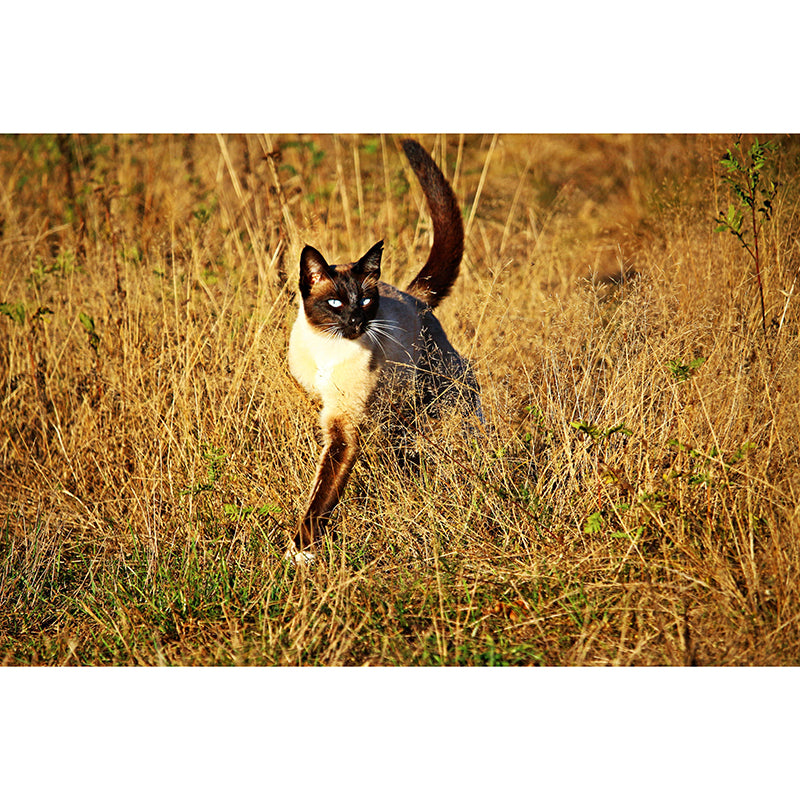 Customized Siamese Cat Wall Mural Horizontal Photography for Sleeping Room Decoration