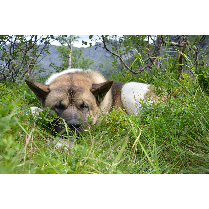 Customized Fierce Akita Wall Mural Horizontal Photography for Sleeping Room Decoration