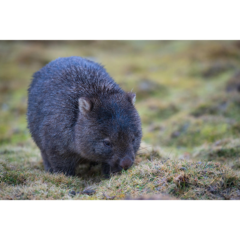 Customized Koala Wall Mural Horizontal Photography for Sleeping Room Decoration