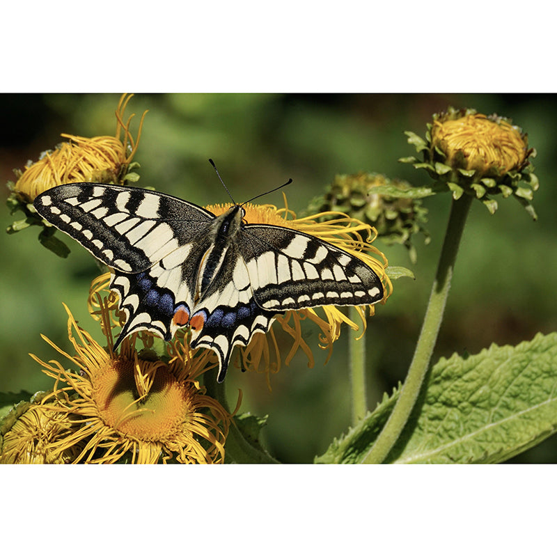 Customized Swallowtail Butterfly Mural Horizontal Photography for Sleeping Room