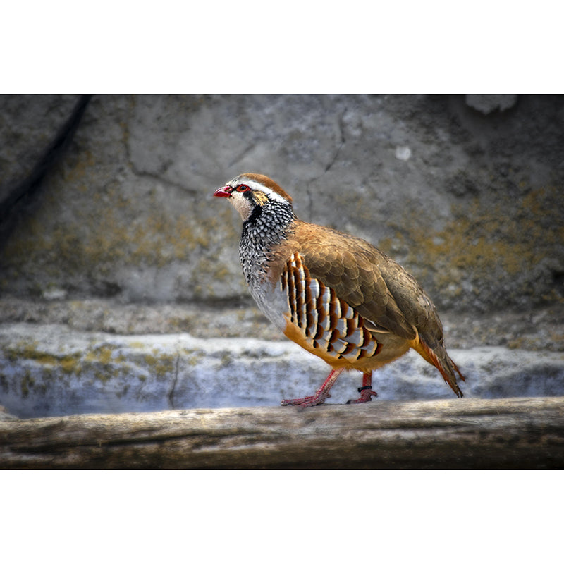 Wild Partridge Mural Contemporary Photography for Living Room Decoration