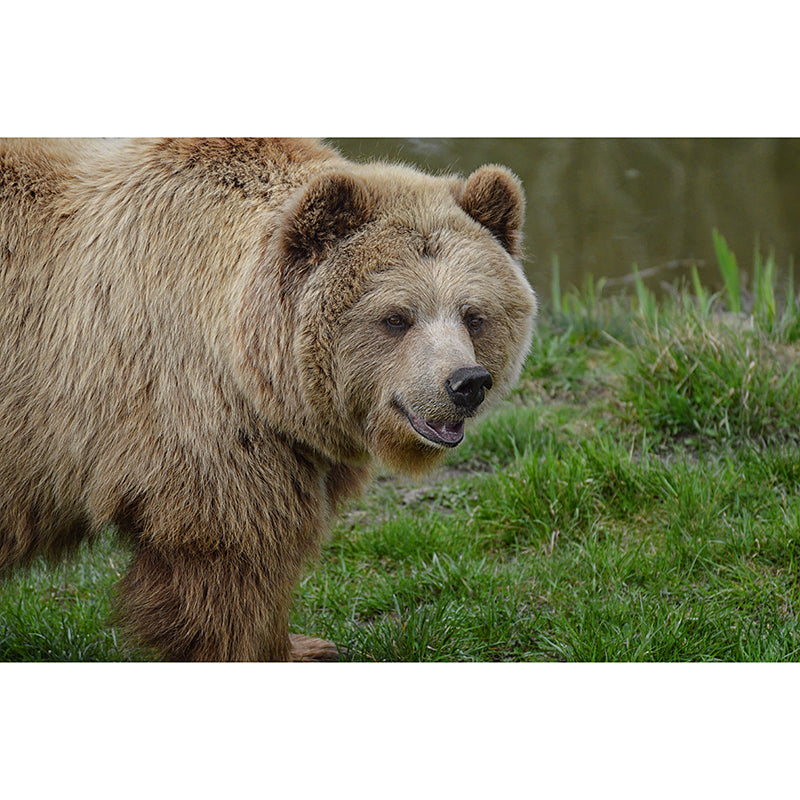 Customized Brown Bear Wall Mural Horizontal Photography for Sleeping Room Decoration