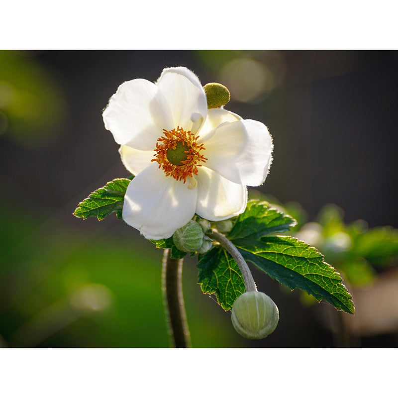 Customized Anemone Flower Mural Horizontal Photography for Sleeping Room