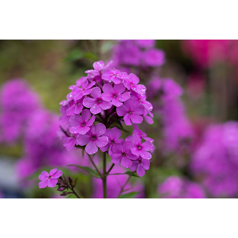 Customized Phlox Flower Wall Mural Horizontal Photography for Sleeping Room