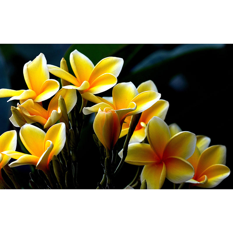 Customized Plumerias Flower Wall Mural Horizontal Photography for Sleeping Room