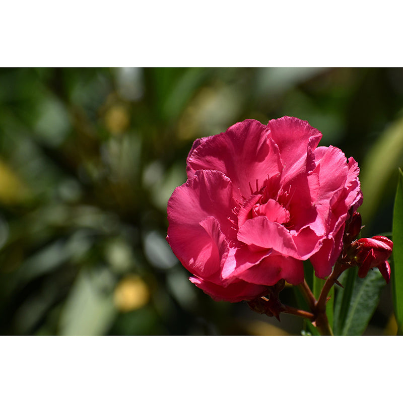 Customized Oleander Flower Wall Mural Horizontal Photography for Sleeping Room