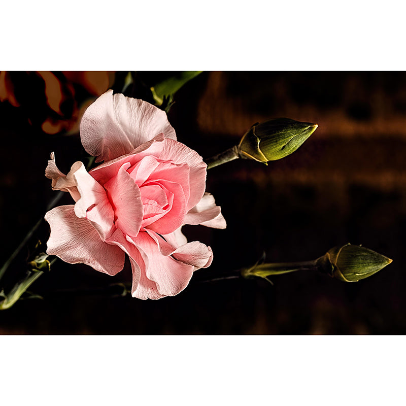 Carnation Blooming Mural Contemporary Photography for Living Room Decoration