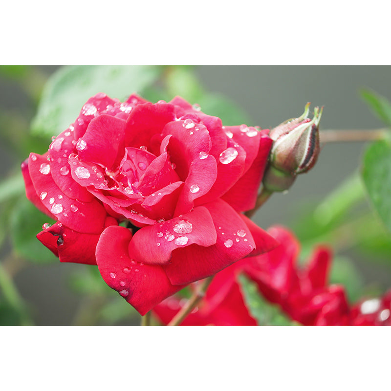 Customized Rose Flower Wall Mural Horizontal Photography for Sleeping Room Decoration