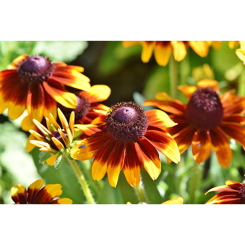 Cone Flower Blooming Mural Contemporary Photography for Living Room Decoration