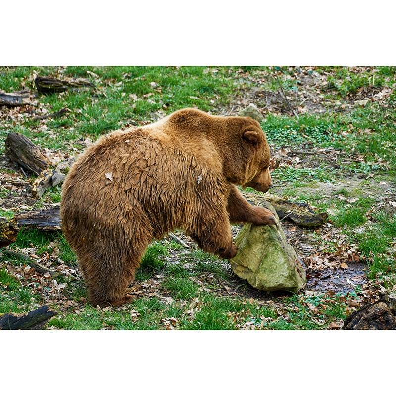Brown Bear Wall Covering for Living Room Decor, Water Resistant, Customized Size Available