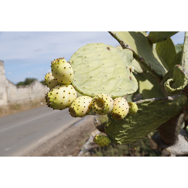 Minimalism Style Prickly Cactus Wall Mural for Reading Room, Mildew Resistant