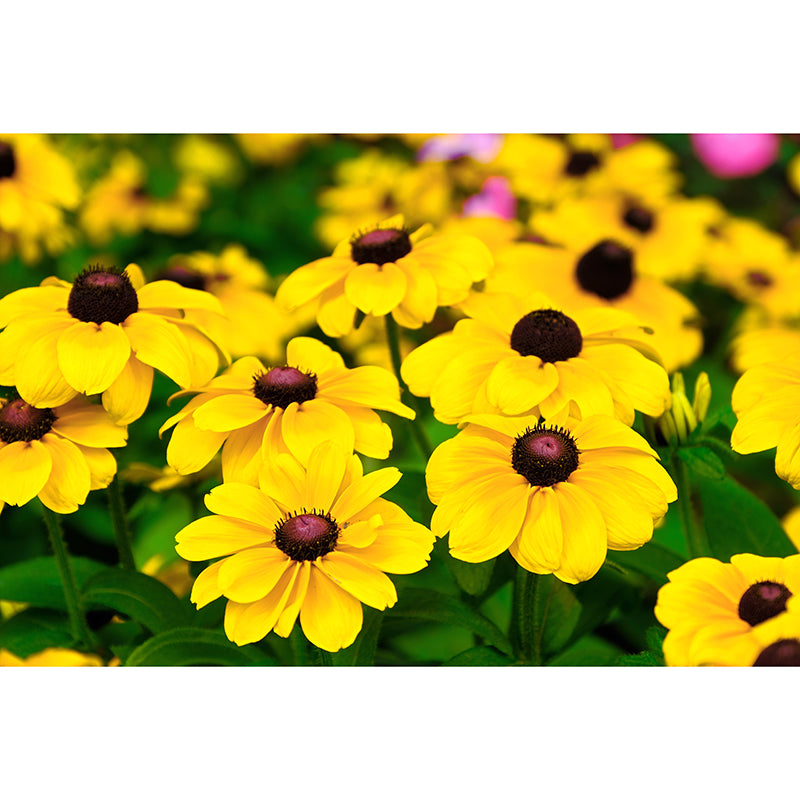 Minimalism Style Chrysanthemum Removable Wall Mural for Girls Bedroom, Customized Size Available