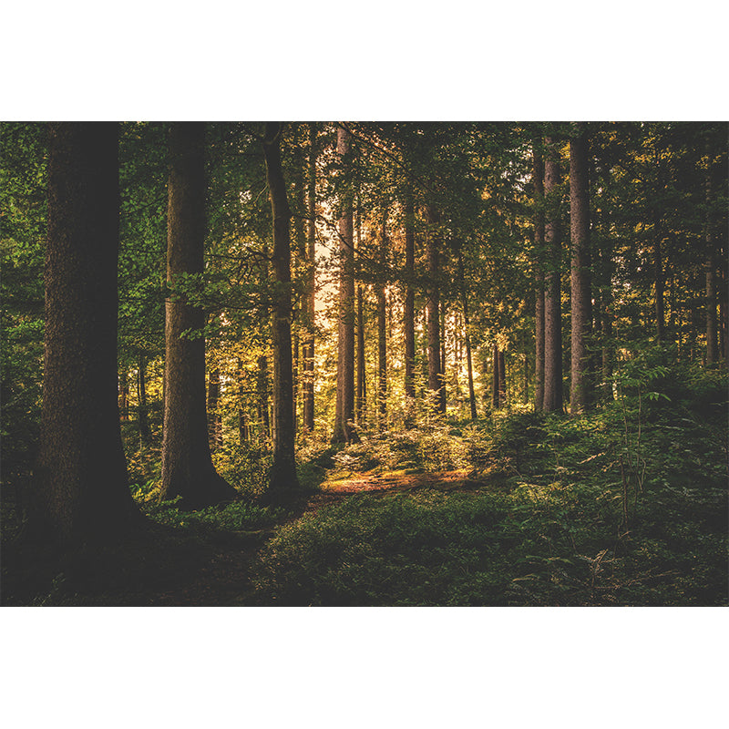 Contemporary Moisture Resistant Forest Mural Wall Covering for Dining Room Home Decor