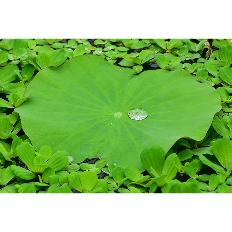 Lotus Leaf Moisture Resistant Mural for Sitting Room, Customized Size Available