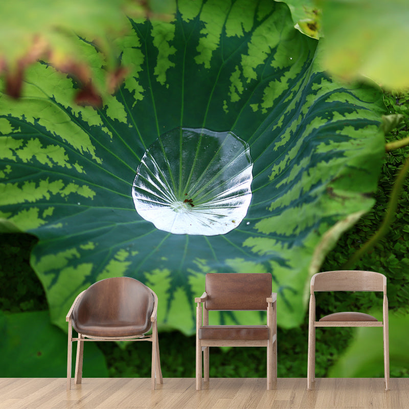 Green Lotus Leaf Full Size Wall Mural for Living Room, Moisture Resistant